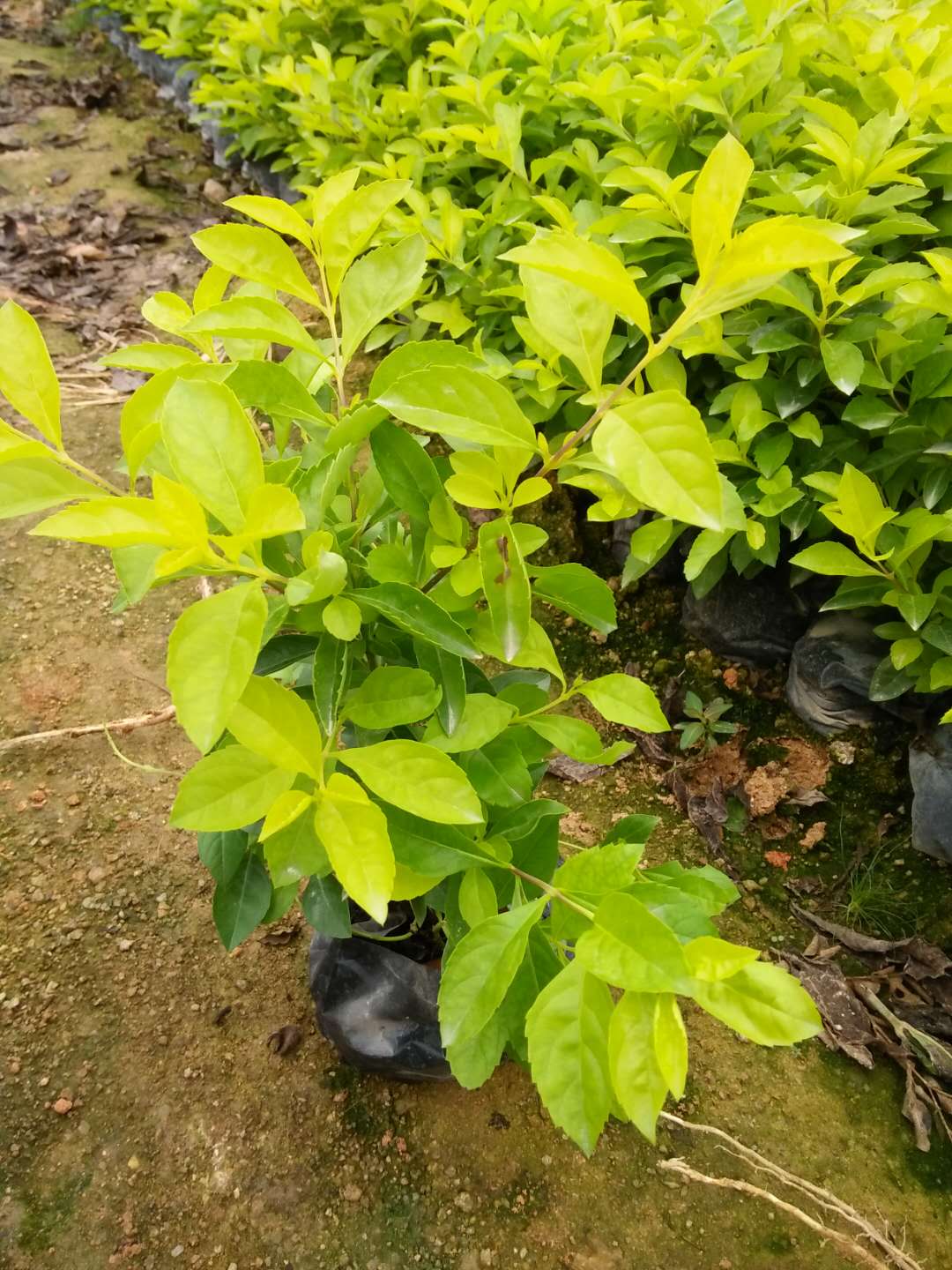 福建哪里的黄金叶发展趋势快